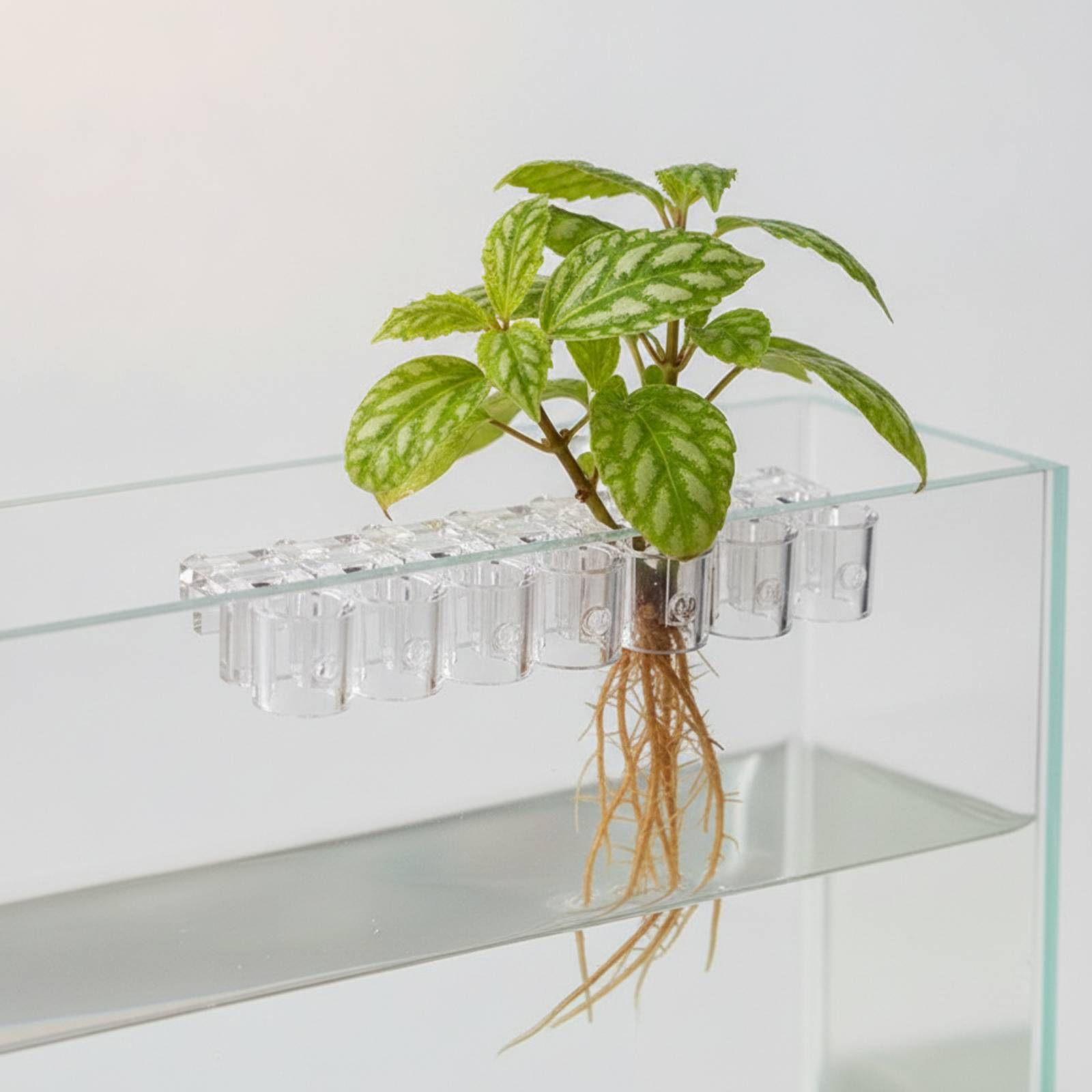 Набор из 6 прозрачных гидропон – обзор и цена Aquarium Plant
