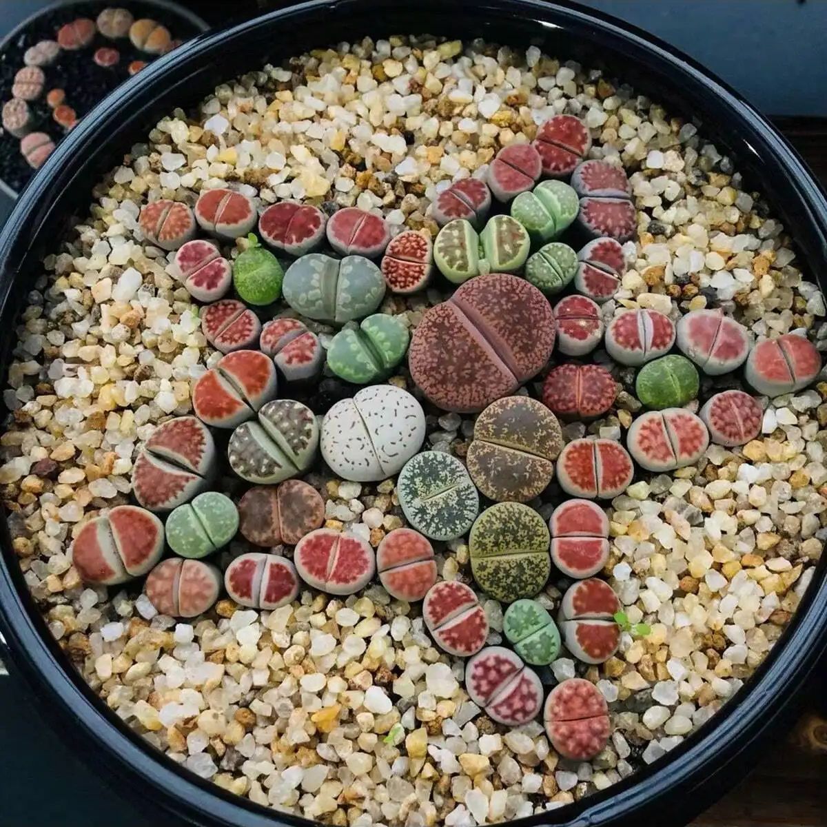 1 шт.-250 г натуральные криста – обзор и цена Aquarium Plant Gravel