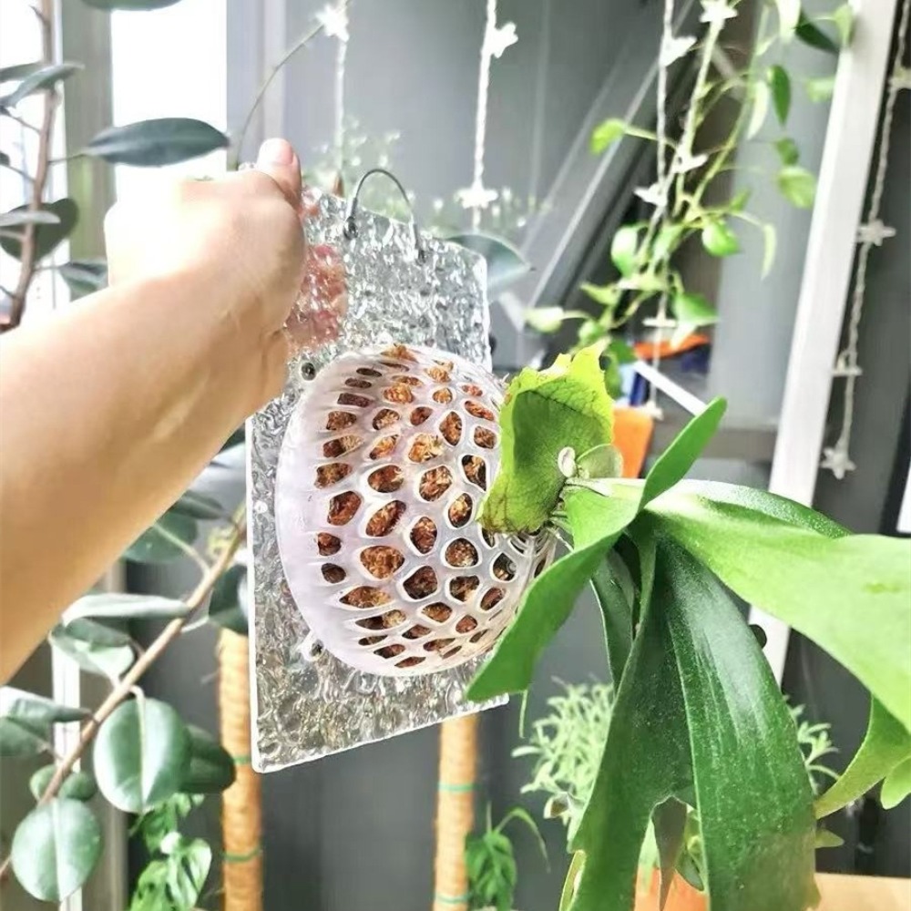 Прозрачный сменный защитный ко – обзор и цена Tissue Culture Plant