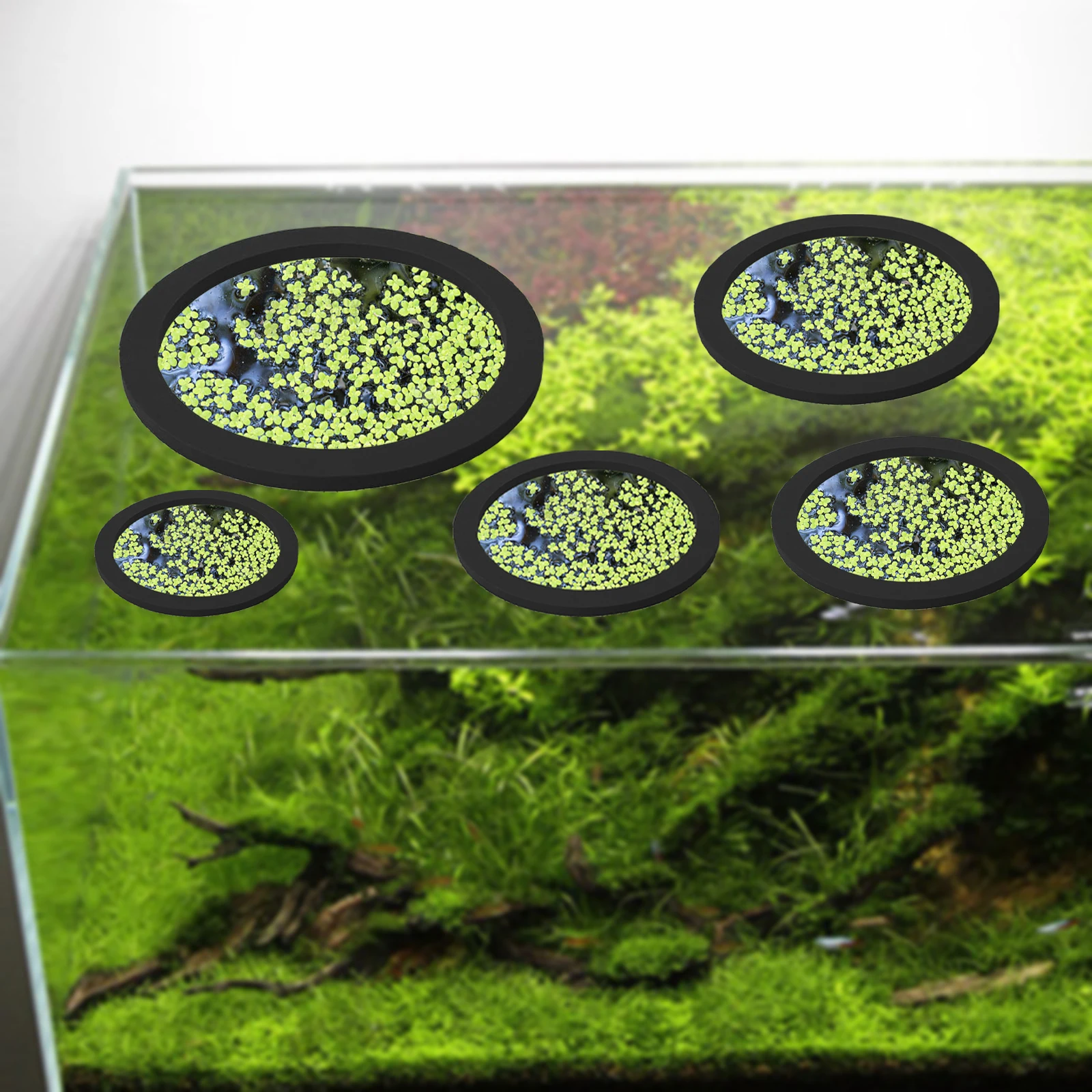 5 шт., кольцо для кормления ры – обзор и цена Aquarium Plant