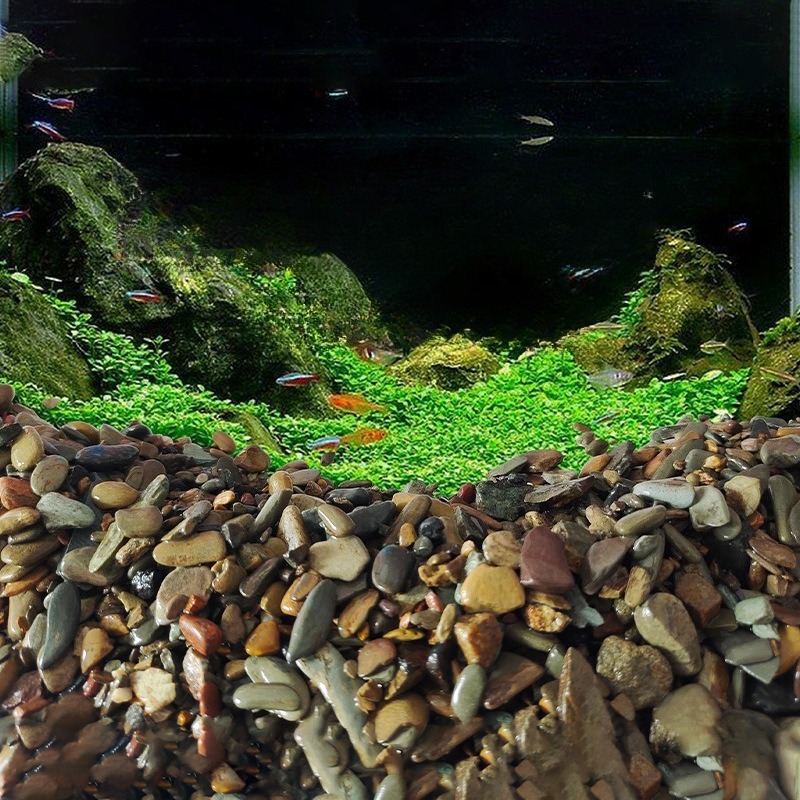 Природный грунт для аквариума  – обзор и цена Planted Aquarium With Sand