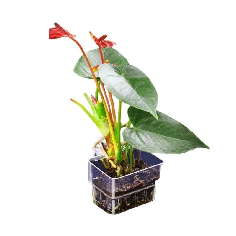 Корзина для гидропоники в аква – обзор и цена Aquarium Plant Grass