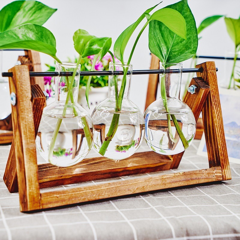 Настольный стеклянный кашпо, с – обзор и цена Tissue Culture Plant