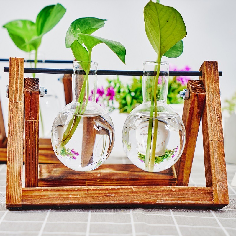 Настольный стеклянный кашпо, с – обзор и цена Tissue Culture Plant